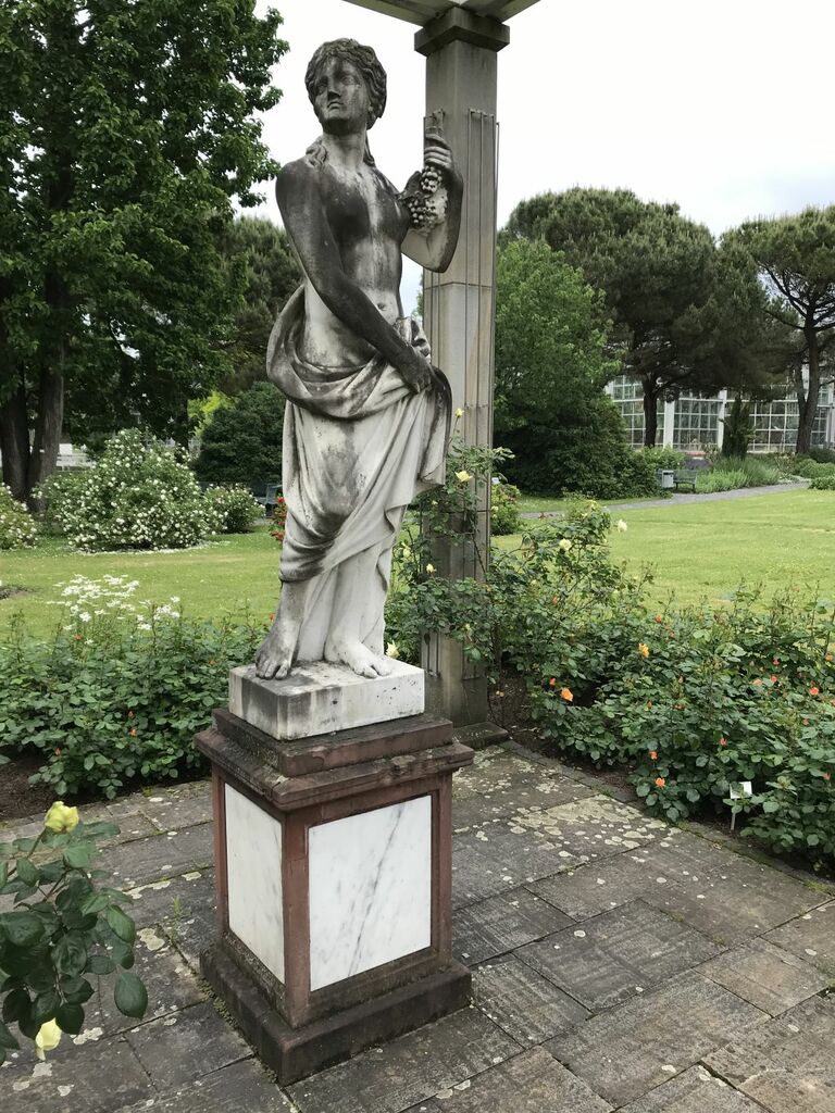 Patenpalme1512_jk (1).JPG