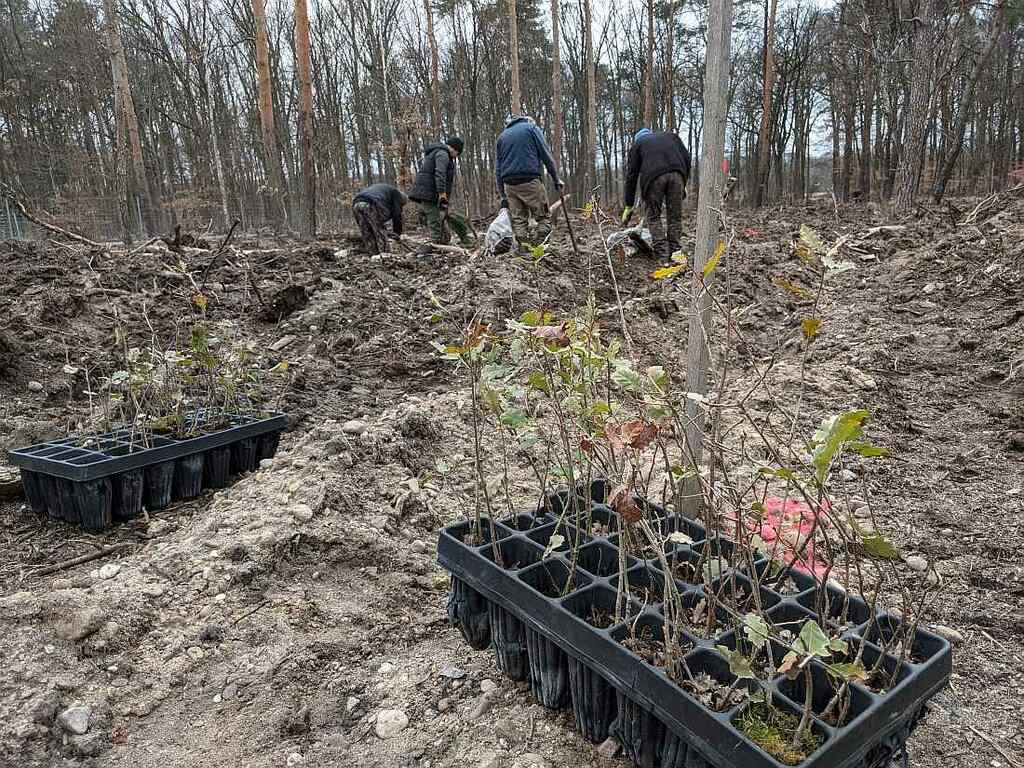 100000_junge_Baeume_fuer_den_Stadtwald_Waldarbeiter_pflanzen_Baeume_copyright_Stadt_Frankfurt_am_Main_Rainer Vollweiter.jpg