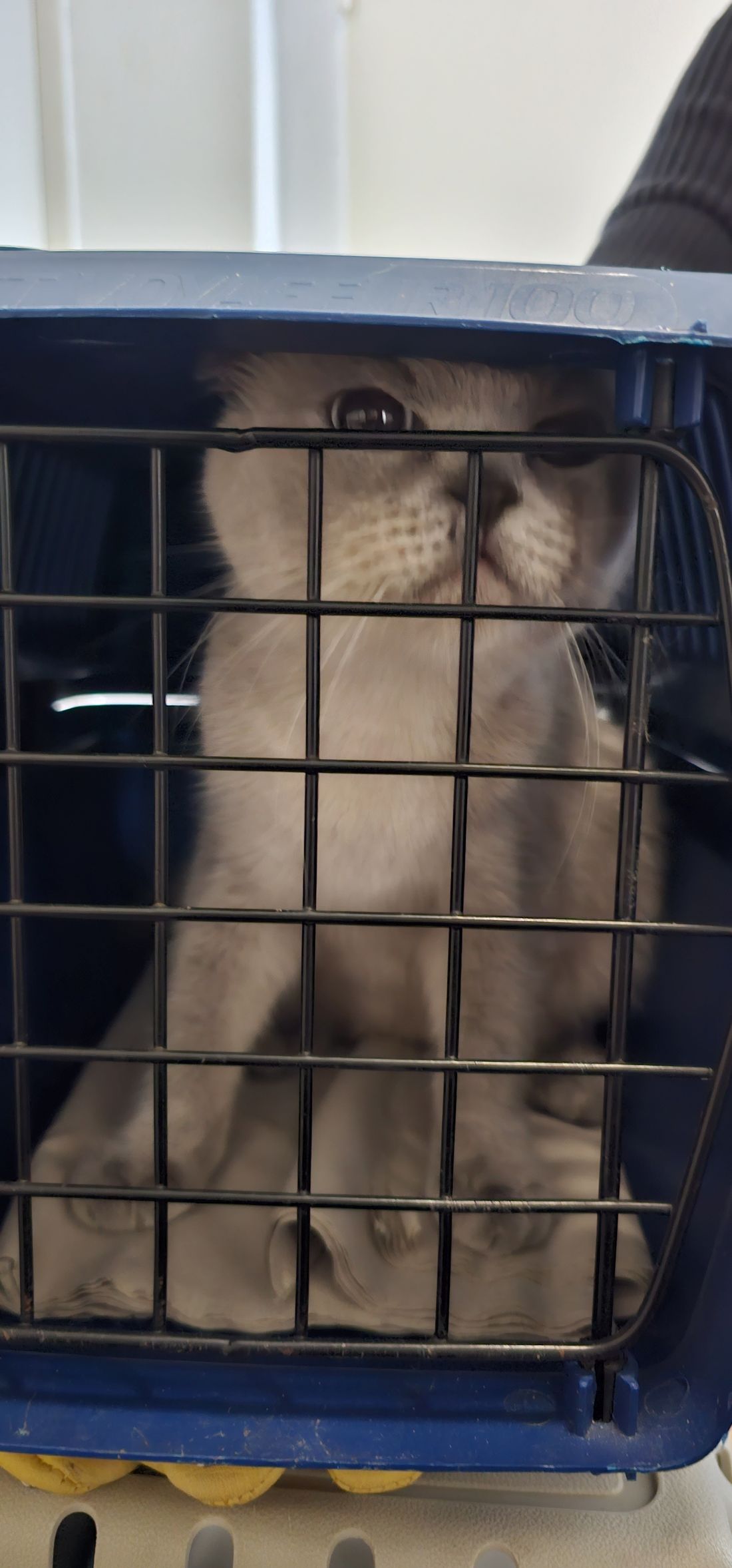 Katze im Carrier Foto Ordnungsamt